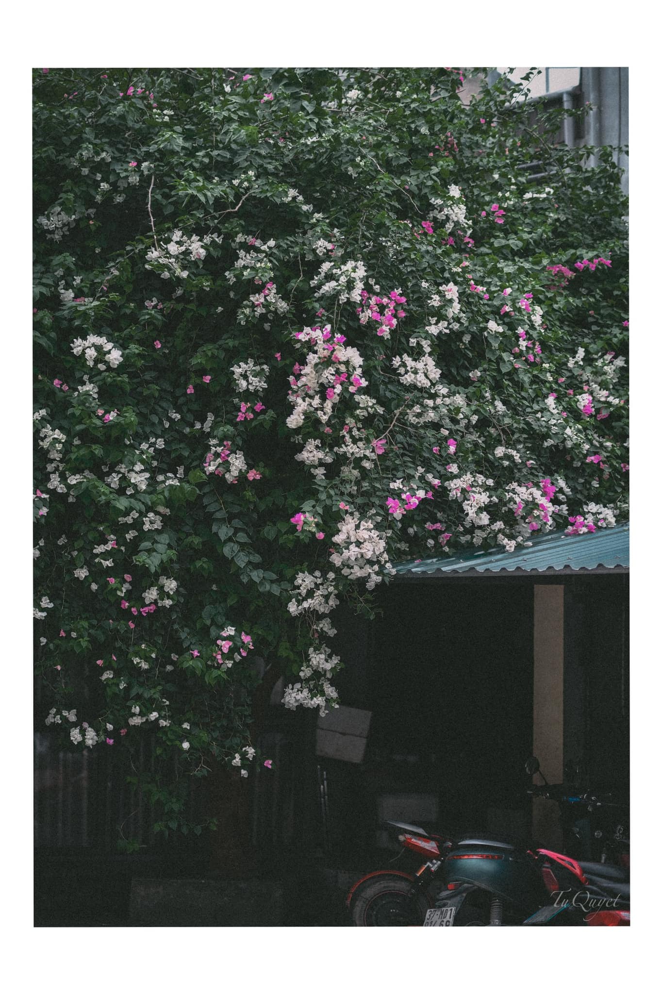 A tree with pink and white flowers

Description automatically generated